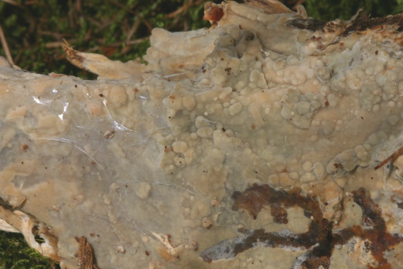 Sullo stesso tronco (Phlebiopsis ravenelii)